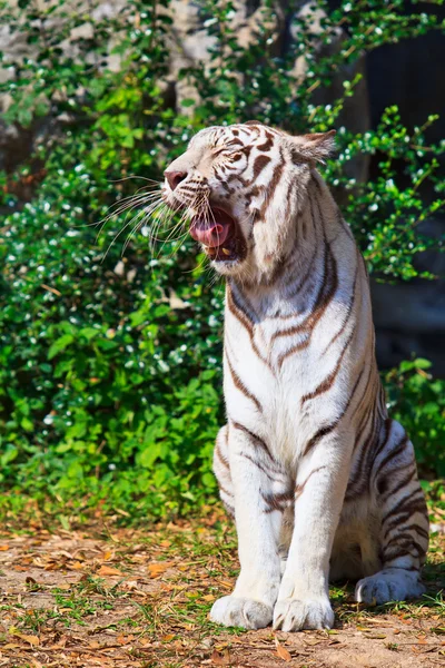 White Tiger. — Stock Photo, Image