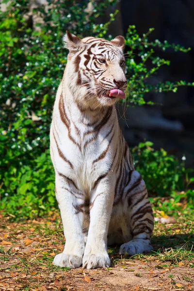Fehér tigris. — Stock Fotó