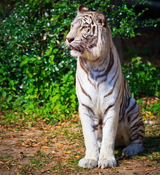 Tigre blanco . — Foto de Stock