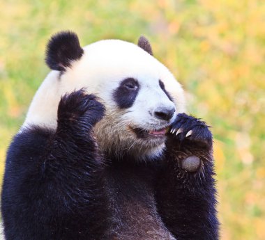 Panda.