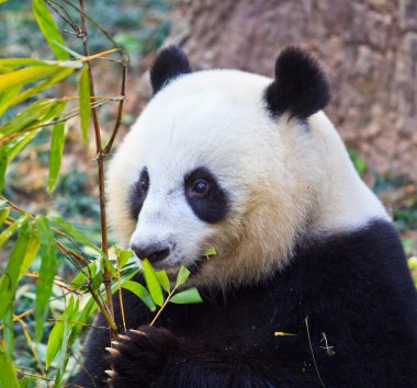 Panda.
