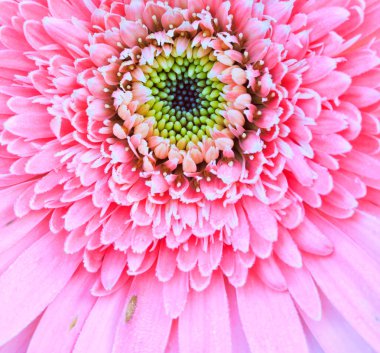 Kasımpatı pembe