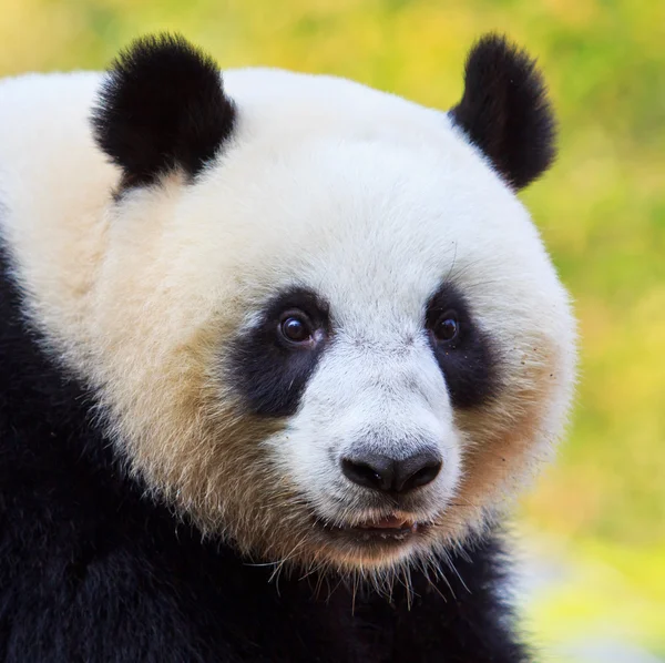 Panda Beer — Stockfoto