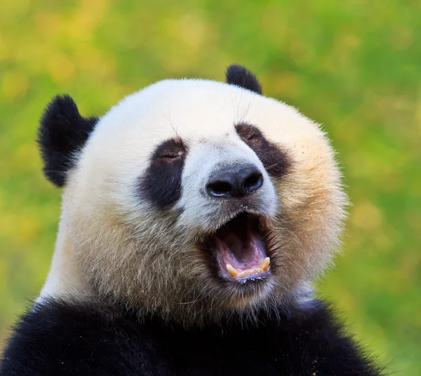 Panda Beer — Stockfoto