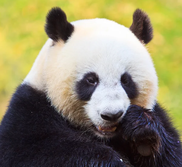 Pandabär — Stockfoto