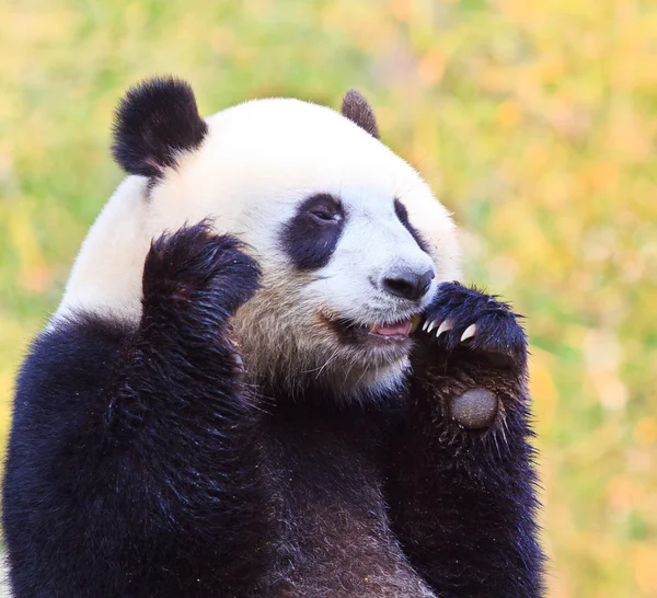 熊猫熊 — 图库照片