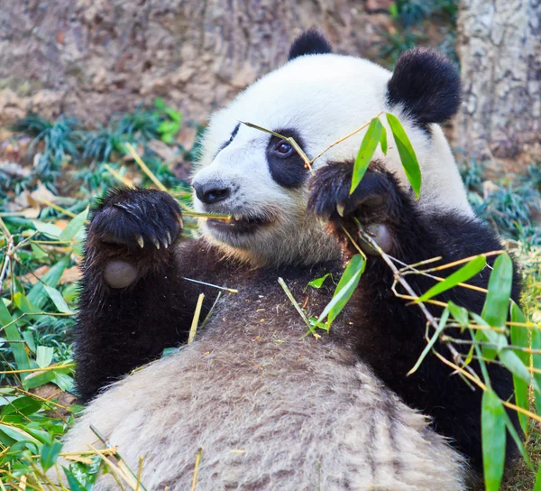 Panda Beer — Stockfoto