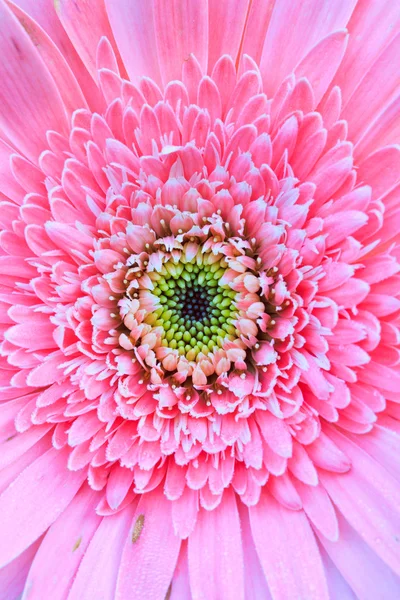 Chrysanthemen rosa — Stockfoto