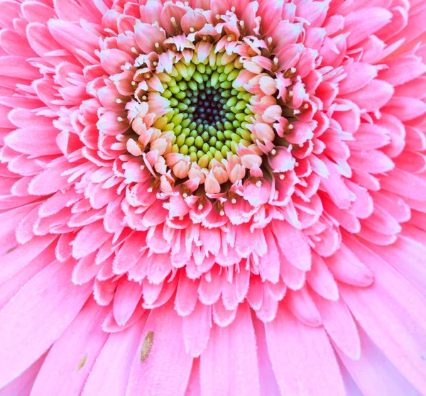 Хризантема розовая — стоковое фото
