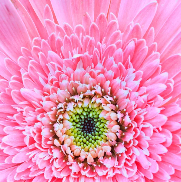 Crisantemo Rosa — Foto de Stock