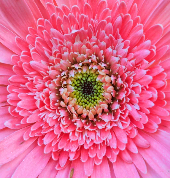 Chrysanthemum rosa — Stockfoto