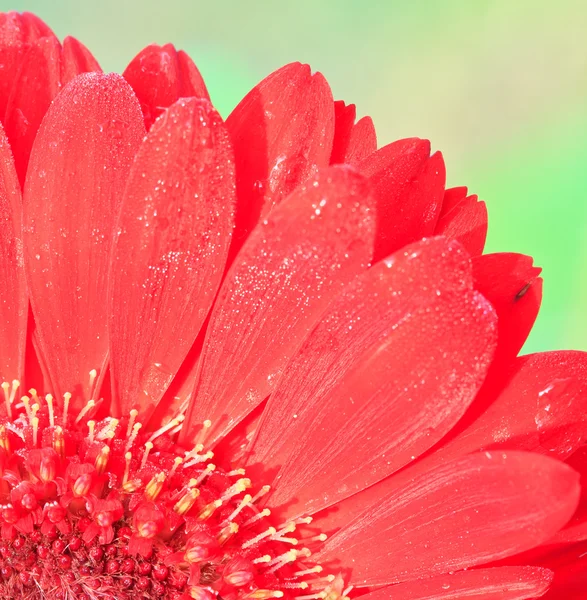 Chrysanthemum röd — Stockfoto