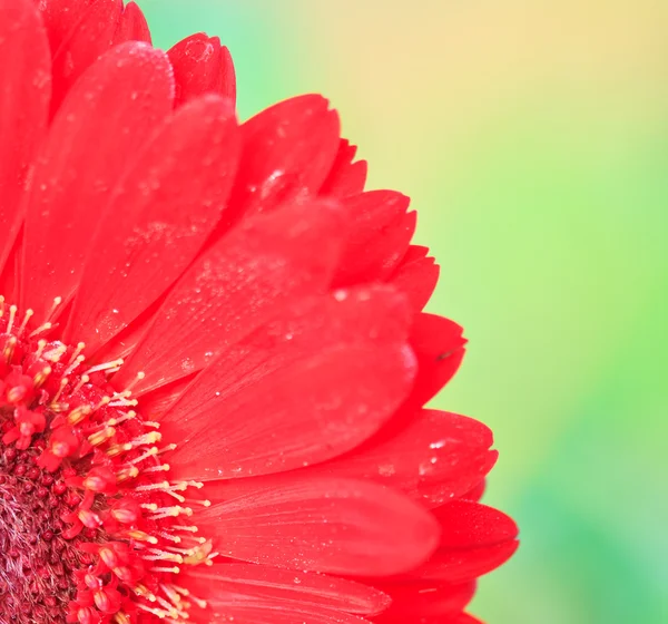 Chrysanthemum röd — Stockfoto