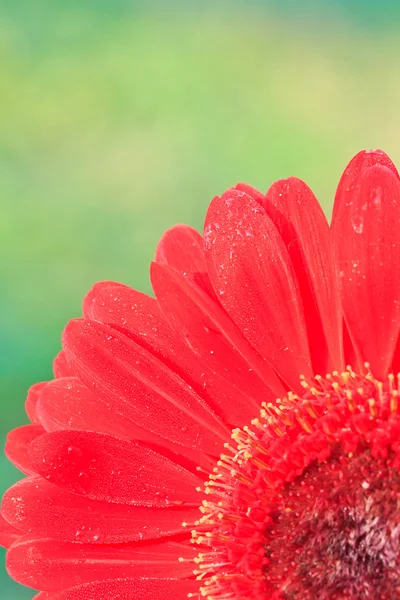 Chrysant rood — Stockfoto