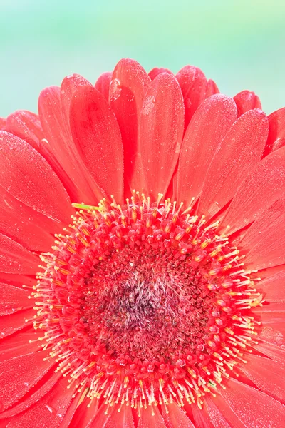 Chrysanthemum röd — Stockfoto