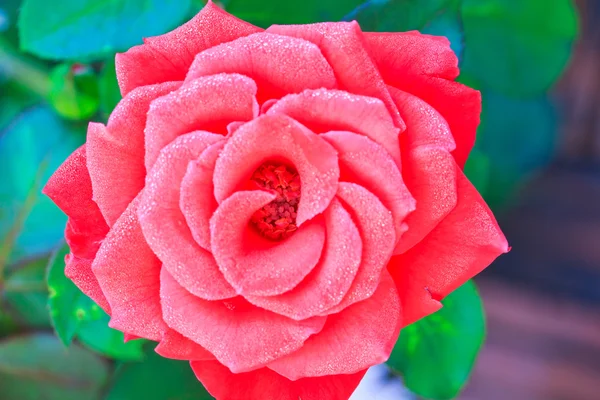 Rote Rose — Stockfoto