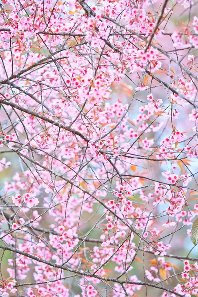 Flor de cerezo y Sakura — Foto de Stock
