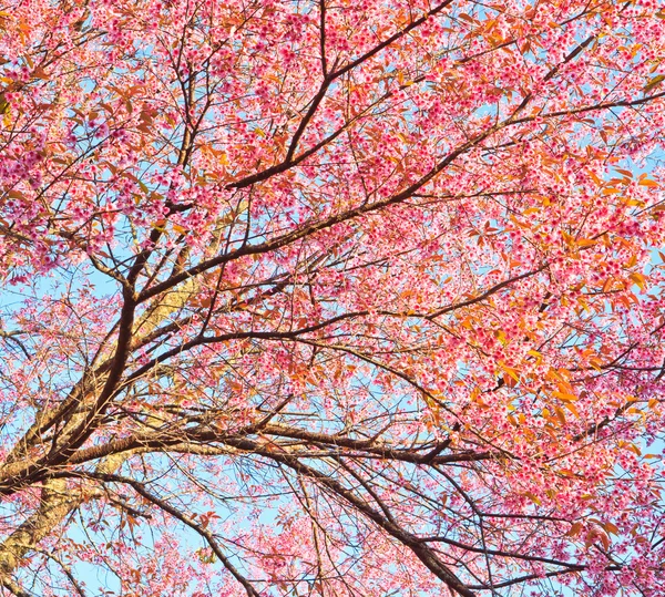 Cherry Blossom și sakura — Fotografie, imagine de stoc