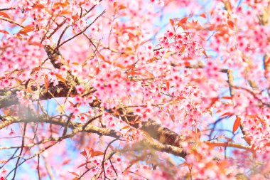 Kiraz çiçeği ve Sakura.