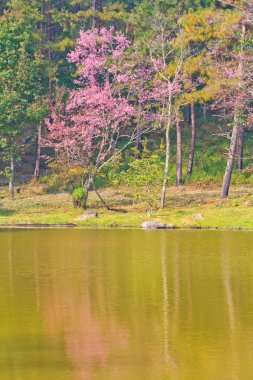 Kiraz çiçeği ve Sakura.