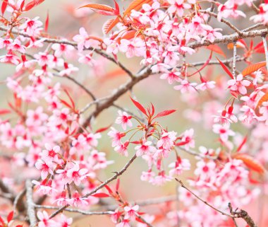 Kiraz çiçeği ve Sakura.