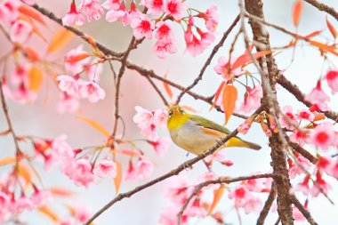 Beyaz Gözlü Kuş Kiraz Çiçeği ve Sakura