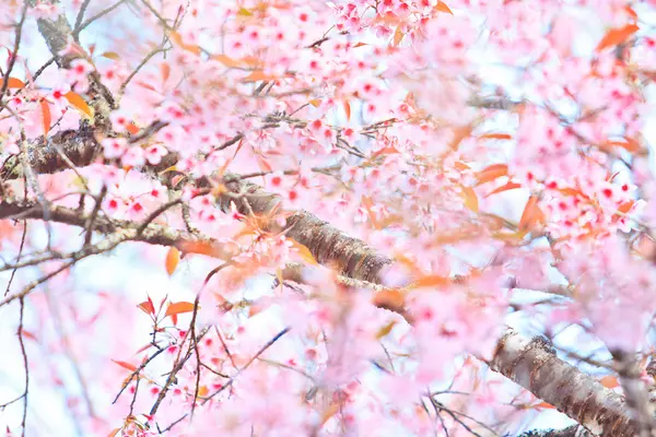 Kersenbloesem en Sakura — Stockfoto