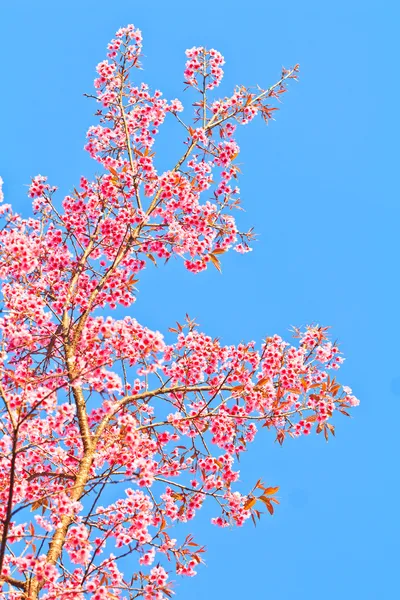 Cherry Blossom and sakura — Stock Photo, Image