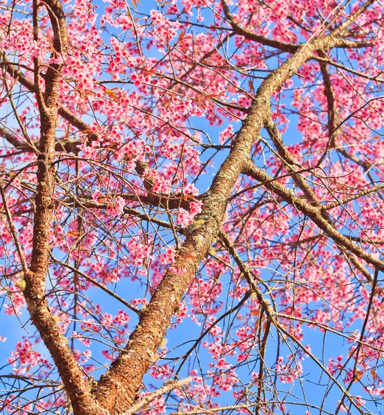 Cherry Blossom och Sakura — Stockfoto