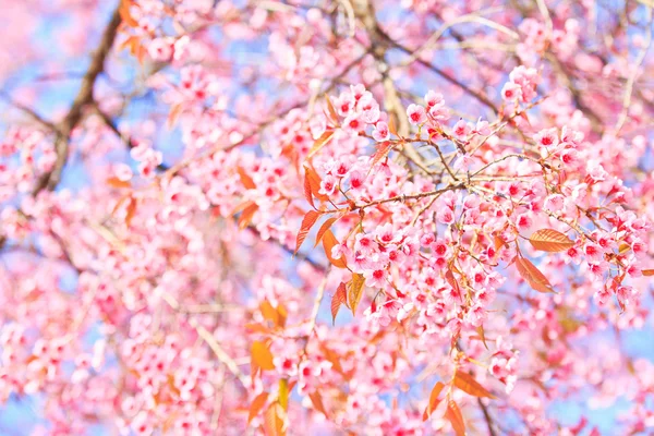 Flor de cerejeira e Sakura — Fotografia de Stock