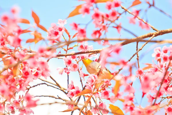 Cherry Blossom och Sakura — Stockfoto