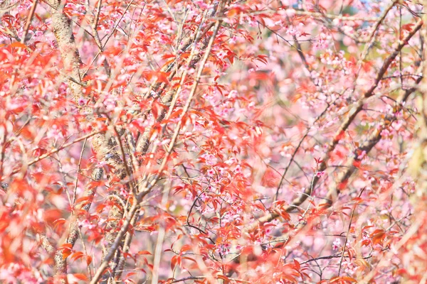 Kiraz çiçeği ve Sakura. — Stok fotoğraf