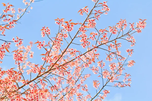 Cseresznyevirág és Sakura — Stock Fotó