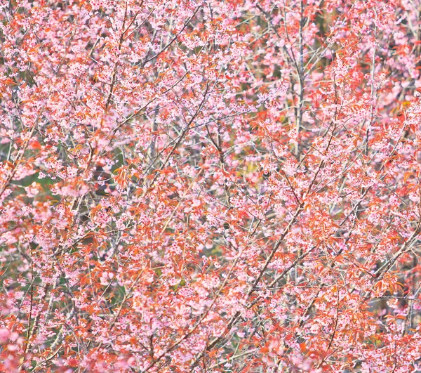 Flor de cerejeira e Sakura — Fotografia de Stock