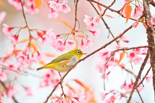 Bílý pták na třešňovém květu a Sakura — Stock fotografie