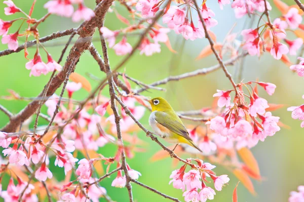 Pássaro de olho branco em flor de cereja e sakura — Fotografia de Stock