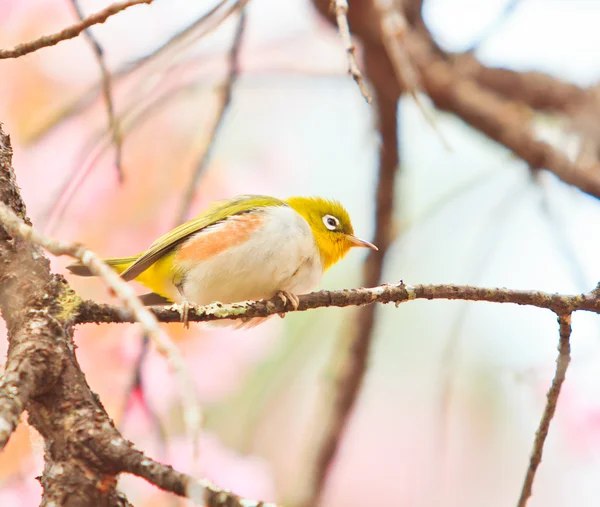 桜と桜の白い目の鳥 — ストック写真