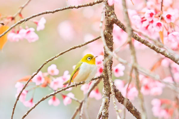 Weißaugenvogel auf Kirschblüte und Sakura — Stockfoto