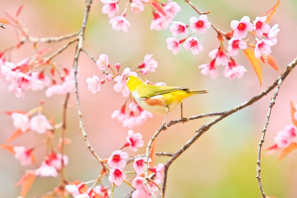 Bílý pták na třešňovém květu a Sakura — Stock fotografie