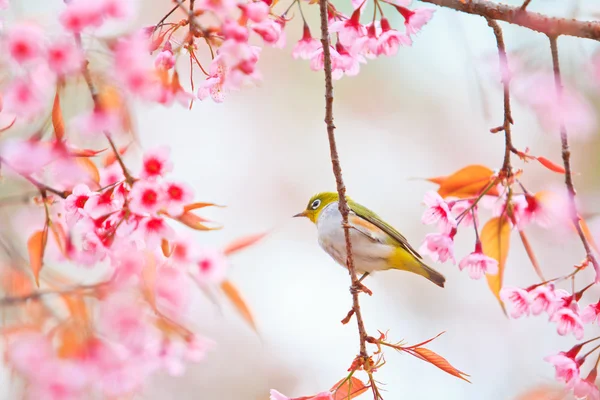 Πουλί με λευκά μάτια σε άνθη κερασιάς και Sakura — Φωτογραφία Αρχείου