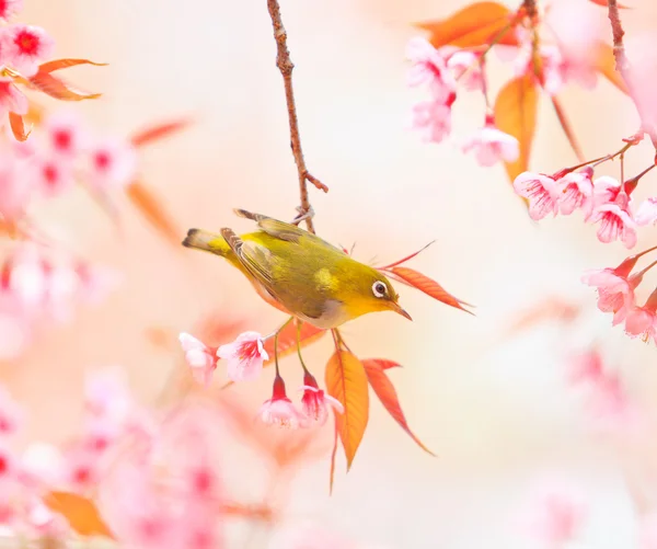 樱桃花和樱花的白眼鸟 — 图库照片