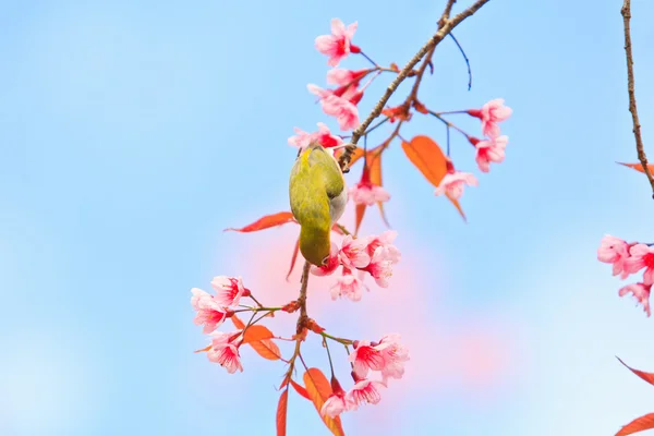 Fehér szem madár cseresznyevirágzás és Sakura — Stock Fotó