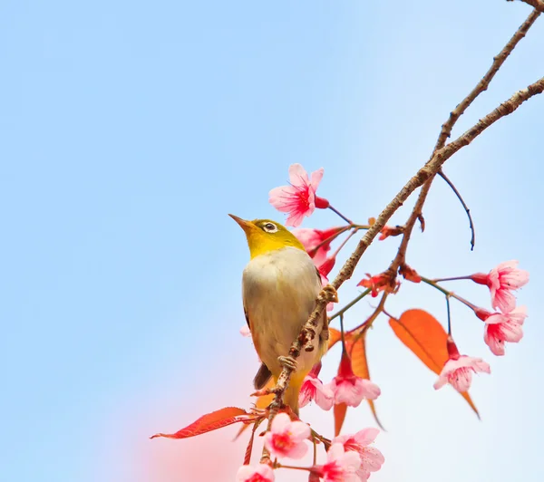 Pássaro de olho branco em flor de cereja e sakura — Fotografia de Stock