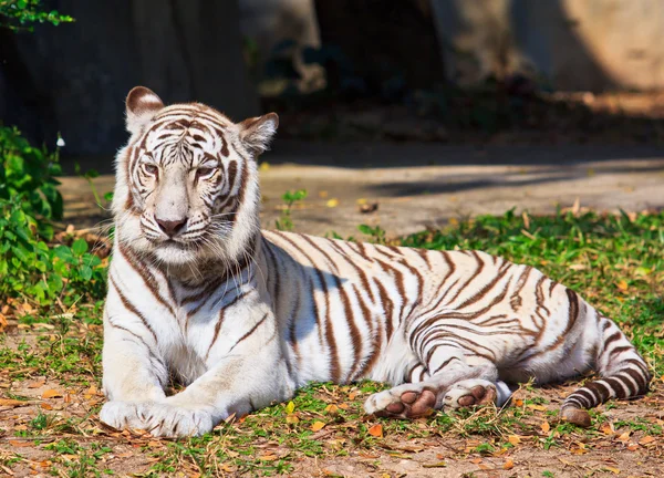 White Tiger. — Stock Photo, Image