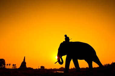 siluet eylem filin kırsal ayutthaya ili, Tayland