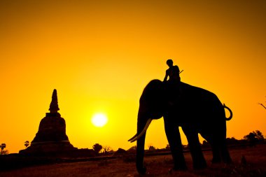 siluet eylem filin kırsal ayutthaya ili, Tayland