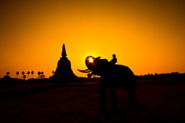 siluet eylem filin kırsal ayutthaya ili, Tayland