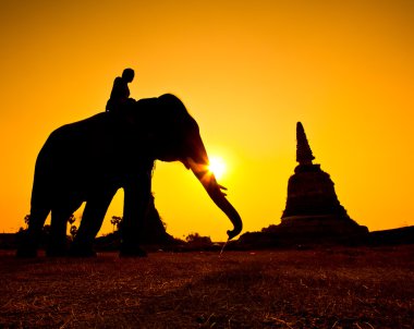 siluet eylem filin kırsal ayutthaya ili, Tayland