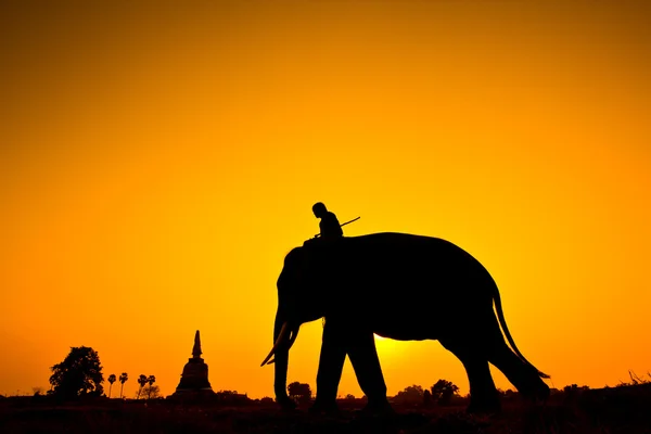 Silueta akce slon v krajině provincie ayutthaya, Thajsko — Stock fotografie