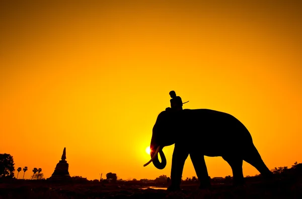 Silhouette åtgärder av elefant i landsbygden ayutthaya provinsen, thailand — Stockfoto